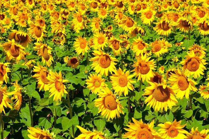 7月份盛開的花卉都有哪些