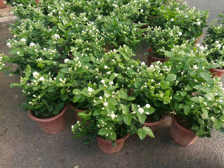 7月份盛開的花卉都有哪些
