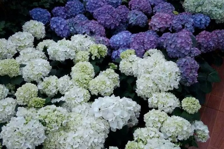 7月份盛開的花卉都有哪些