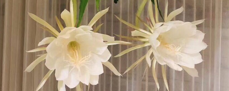 7月份盛開的花卉都有哪些