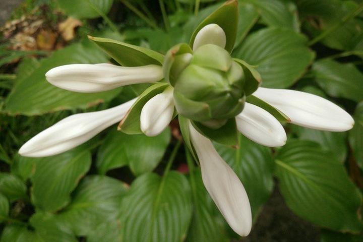 7月份盛開的花卉都有哪些