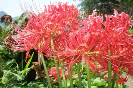7月份盛開的花卉都有哪些