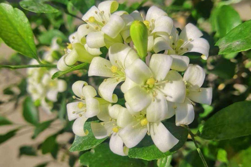 7月份盛開的花卉都有哪些