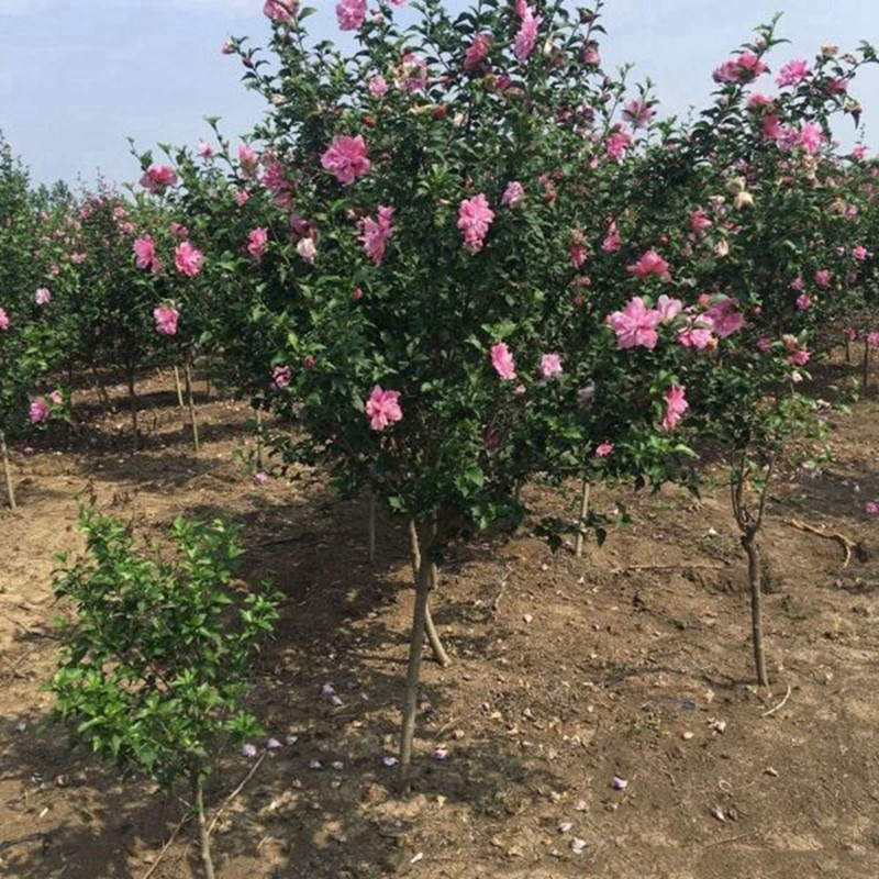 九月份常見的觀賞花卉推薦