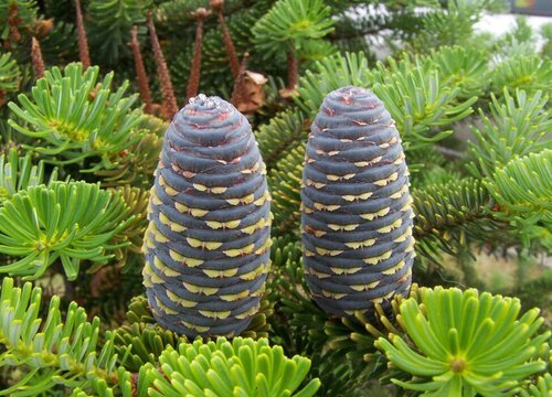 日本冷杉是典型的裸子植物嗎