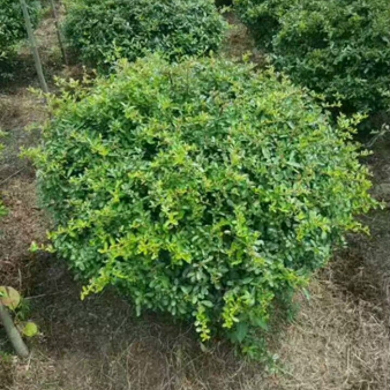 打造高級感庭院的灌木球都有哪些