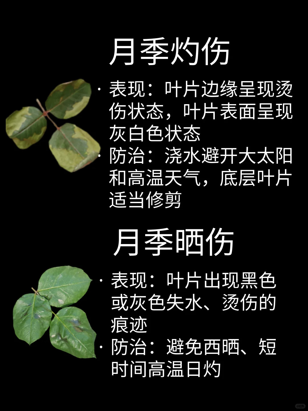 觀葉識害（月季常見問題圖鑒）