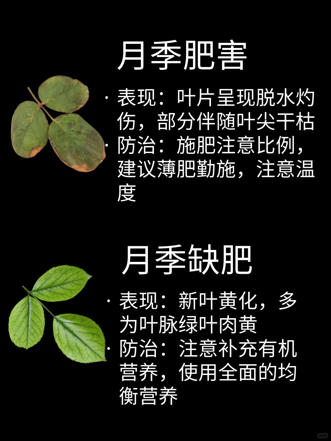 觀葉識害（月季常見問題圖鑒）