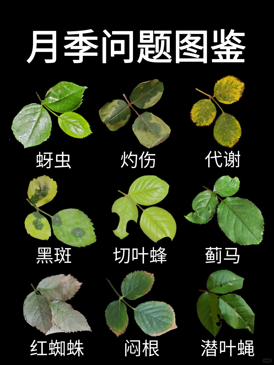 觀葉識害（月季常見問題圖鑒）