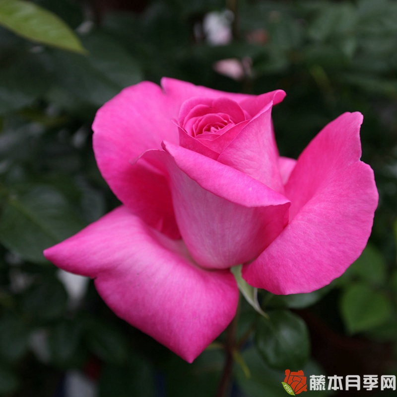 月季淑女的優(yōu)缺點(diǎn)