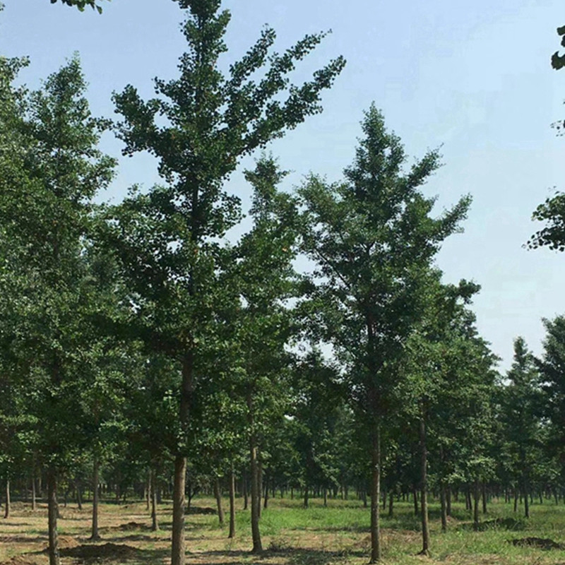 銀杏產(chǎn)地都有哪些地區(qū)