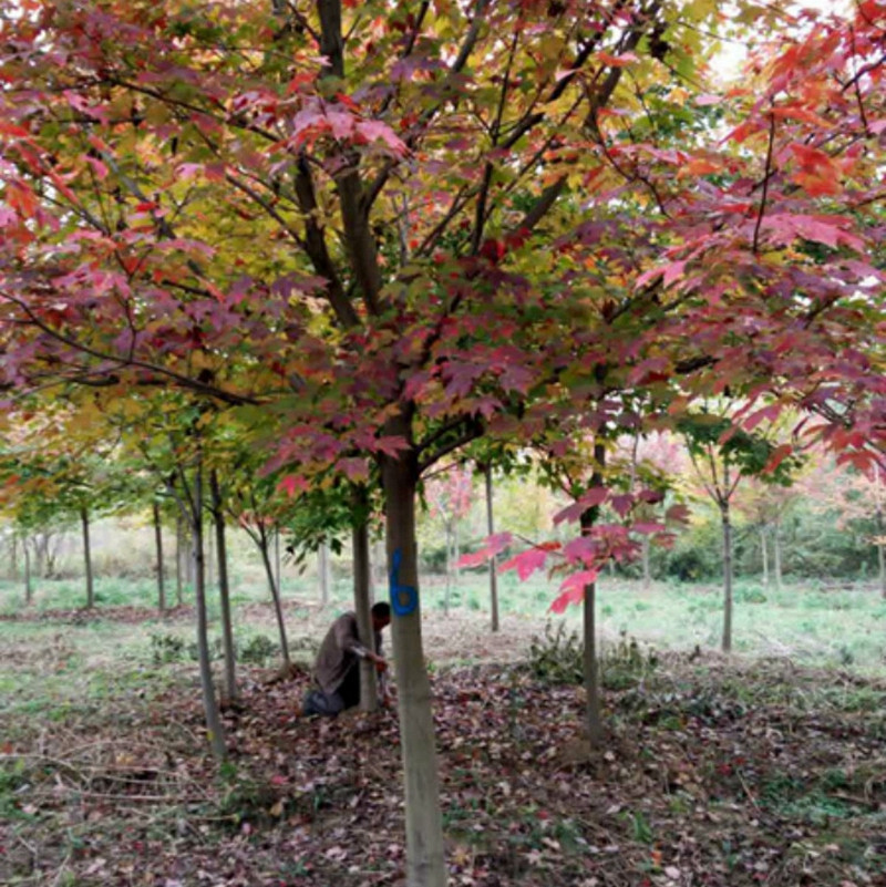 美國(guó)紅楓種植技術(shù)分享(完整版)