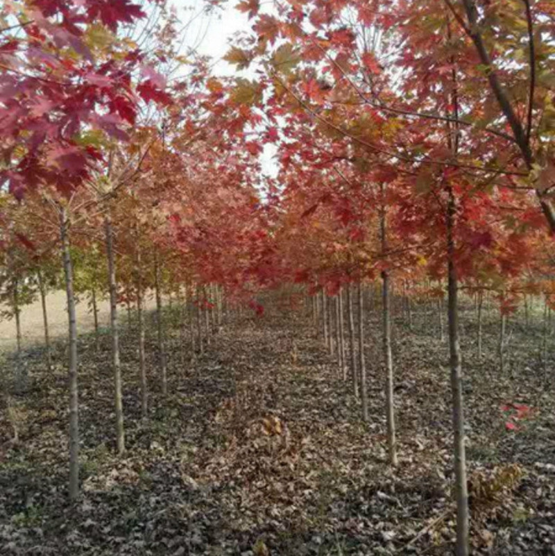 美國(guó)紅楓種植技術(shù)分享(完整版)