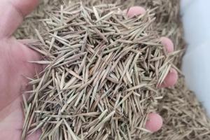 毛竹種子的發(fā)芽秘訣？