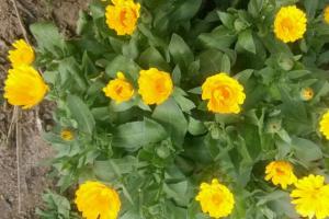 新手也能養(yǎng)的5種秋季開(kāi)花植物