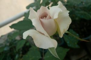 月季莎菲天使的優(yōu)缺點(diǎn)