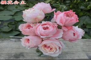 月季櫻花公主優(yōu)缺點(diǎn)解析