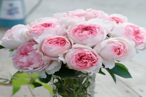 月季伊芙乙女心的優(yōu)缺點(diǎn)分析