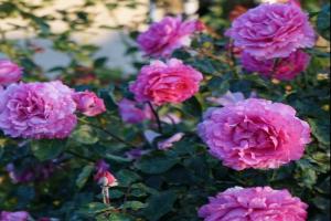 藤本月季伊芙伯爵的優(yōu)缺點分析