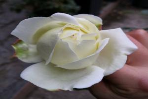 伊芙白法師伯爵——經(jīng)典月季的優(yōu)雅與挑戰(zhàn)