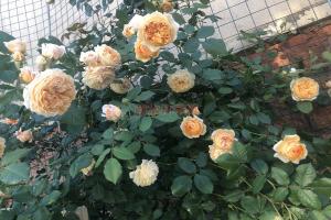 月季瑪格麗特王妃的優(yōu)缺點(diǎn)