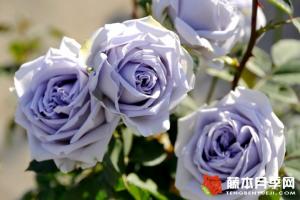 月季藍(lán)色禮服的優(yōu)缺點(diǎn)解析