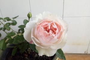 月季伊芙錢特瑪麗的優(yōu)缺點(diǎn)