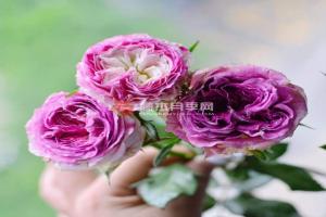月季多莉的優(yōu)缺點