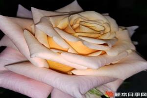 月季極晝的優(yōu)缺點分析