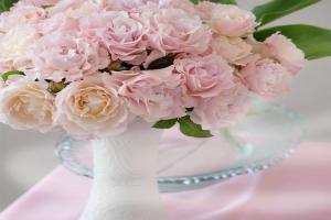 月季新婚/新娘優(yōu)缺點(diǎn)全解析