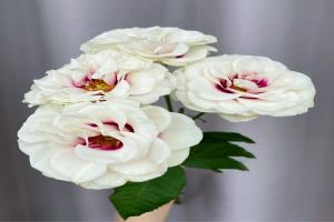 月季橋邊之約的優(yōu)缺點(diǎn)