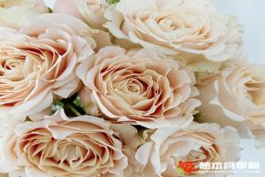 月季撒哈拉沙漠的優(yōu)缺點(diǎn)解析