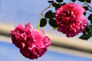 月季伊芙·仙王座優(yōu)缺點(diǎn)解析