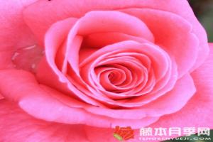 月季淑女的優(yōu)缺點