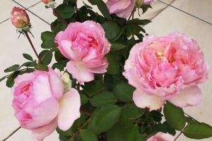 月季伊芙唯一優(yōu)缺點(diǎn)全解析