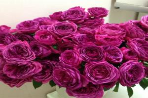 月季伊芙芳香花園的優(yōu)缺點(diǎn)