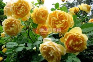 月季查爾斯達爾文的優(yōu)缺點解析
