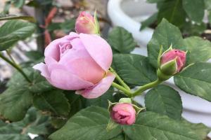 月季薰衣草花環(huán)的優(yōu)缺點