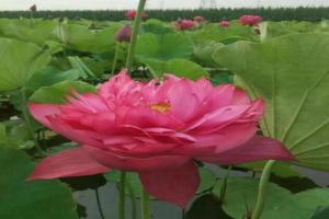7月份盛開的花卉都有哪些