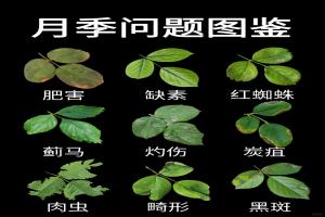 觀葉識害（月季常見問題圖鑒）