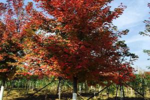 美國(guó)紅楓種植技術(shù)分享(完整版)
