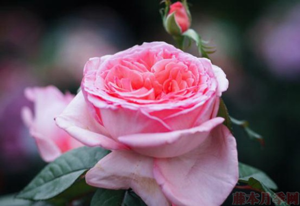 花宮娜月季怎么樣