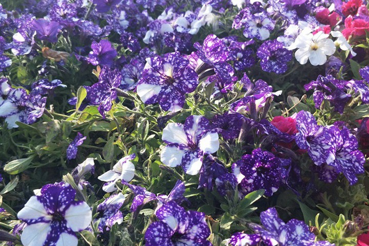 矮牽牛花的花期是什么時(shí)候