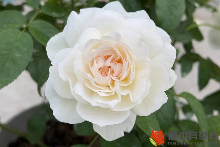 5月份有什么花開放