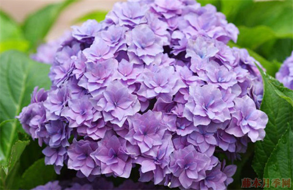 5月份有什么花開放