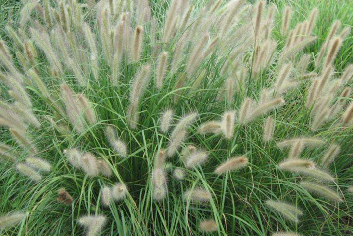雜交狼尾草什么時(shí)候播種？