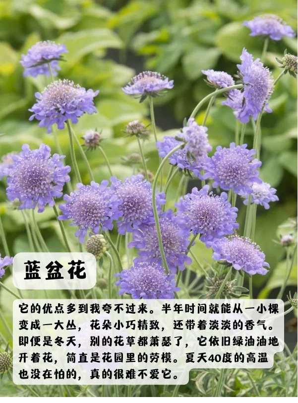 上海地區(qū)適合種什么綠化草花