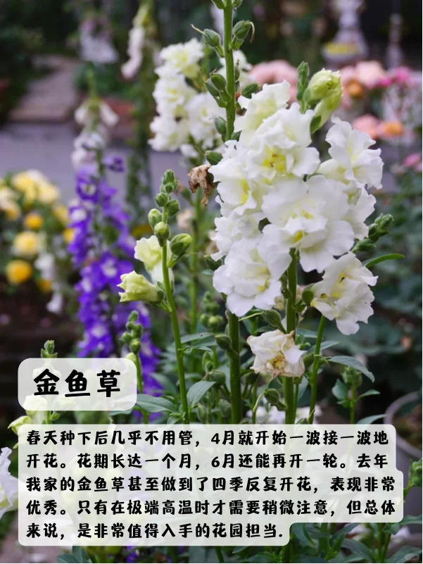 上海地區(qū)適合種什么綠化草花