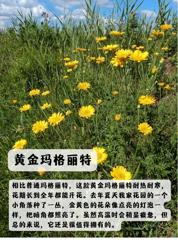 上海地區(qū)適合種什么綠化草花