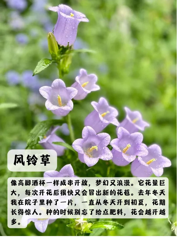 上海地區(qū)適合種什么綠化草花